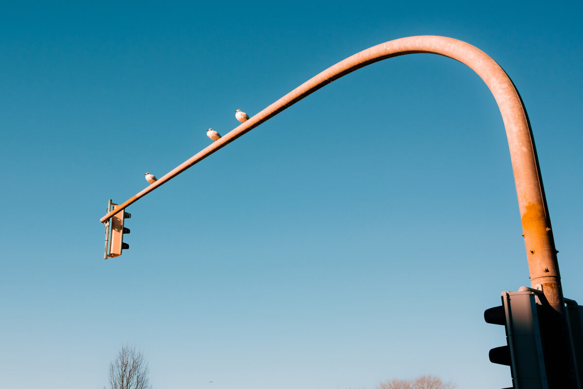 Birds on traffic light