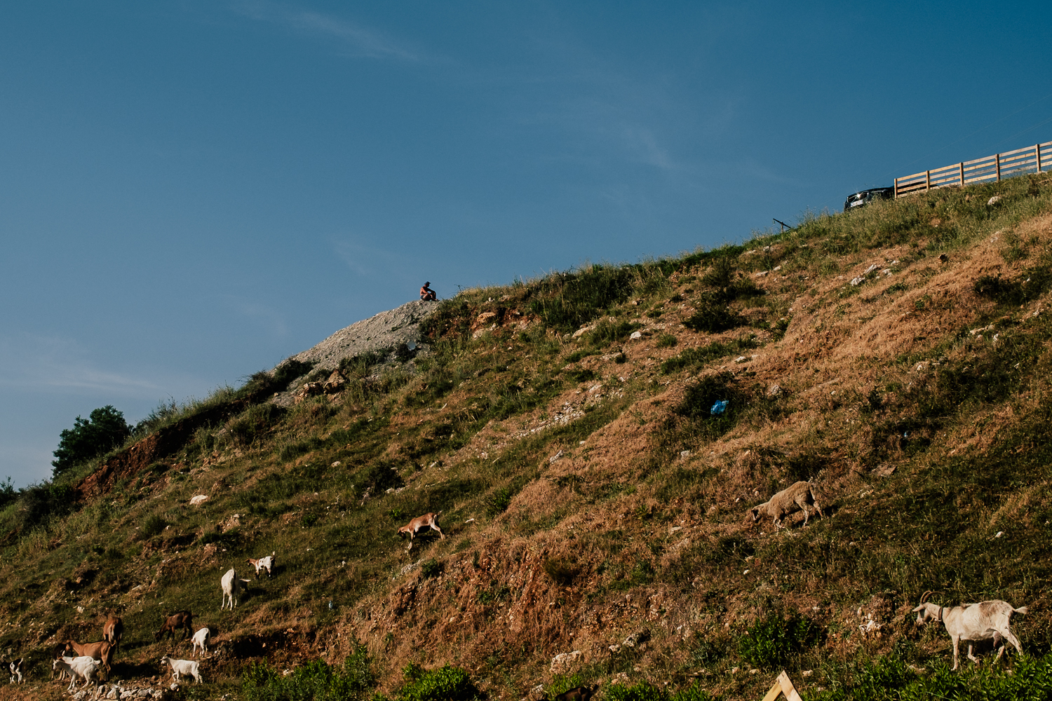 Eine Ziegenherde grast an einem steilen, sonnigen Hang an der albanischen Küste, der Hirte sitzt auf dem Hügelkamm darüber.