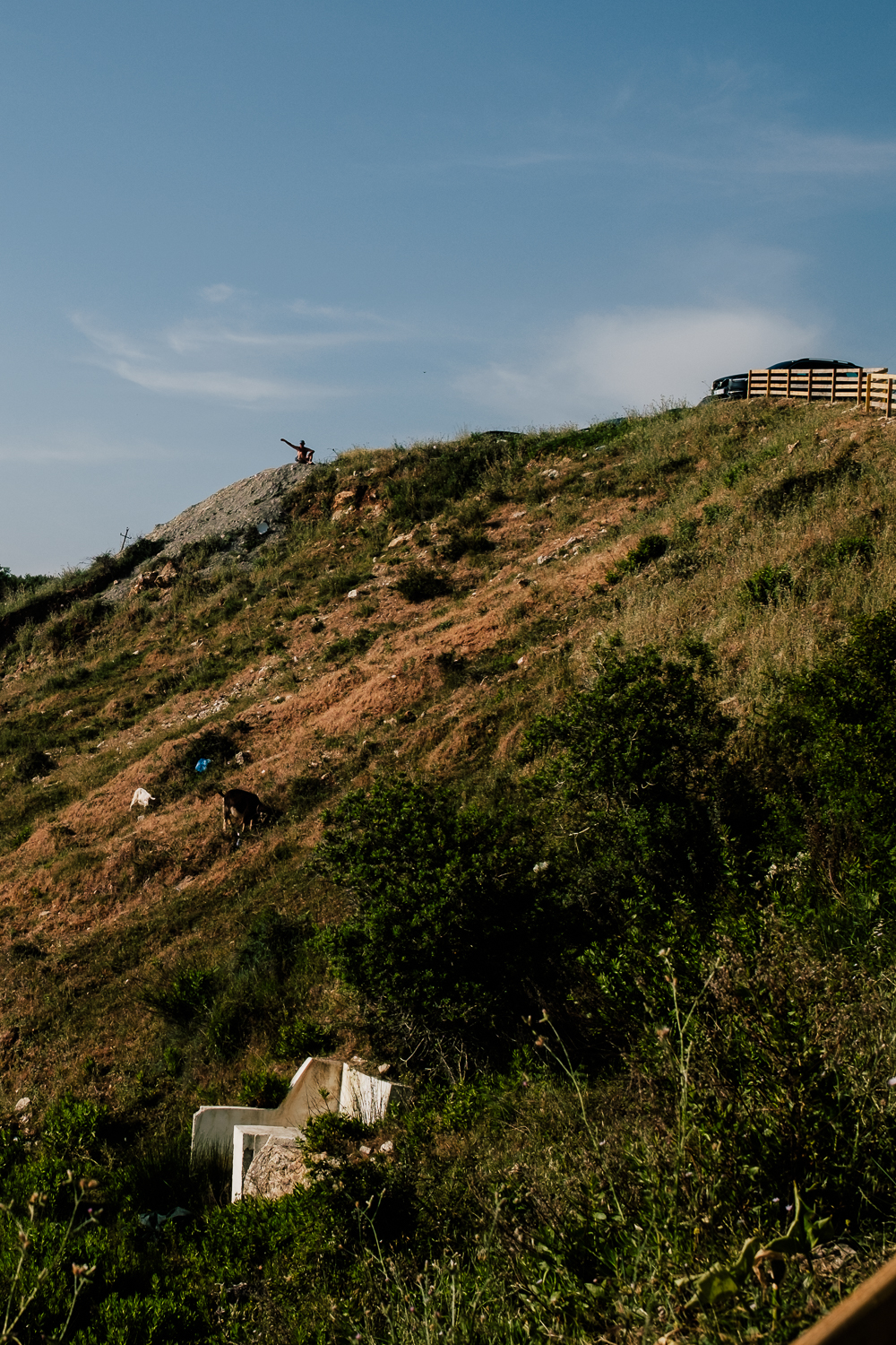 Ein Hirte sitzt auf einem felsigen Hügelkamm in Albanien und überblickt den Hang, auf dem seine Ziegen grasen; im Vordergrund Büsche.