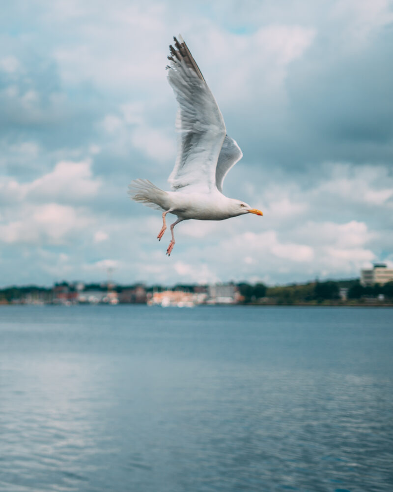 Eine weiße Möwe mit grauen Flügeln im Flug von der Seite, über dem Wasser der Kieler Förde, mit der unscharfen Uferlinie Kiels im Hintergrund unter einem bewölkten Himmel.