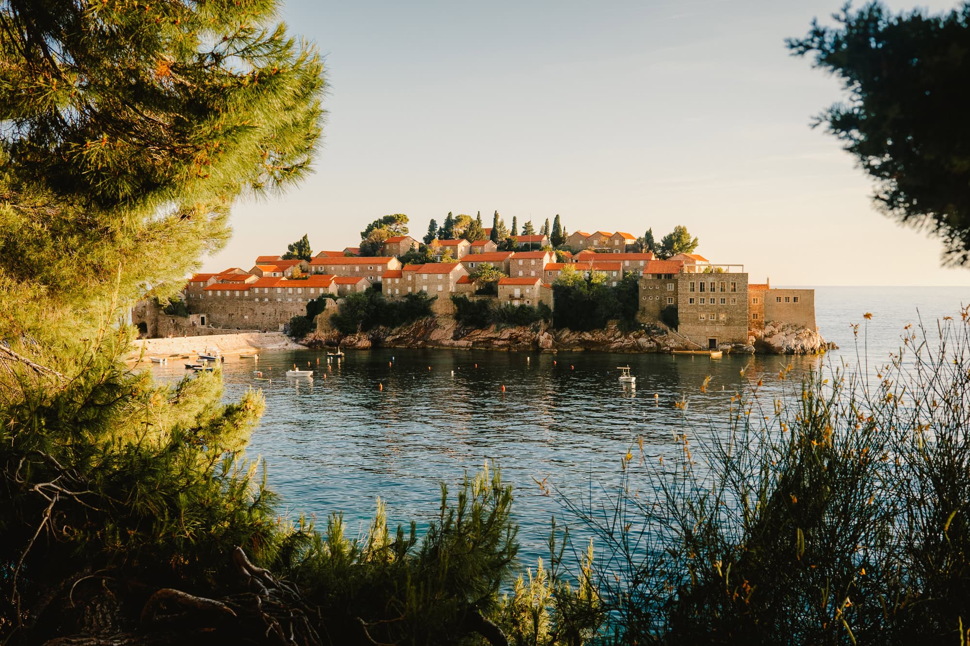 Blick durch Pinien auf die Insel Sveti Stefan in Montenegro bei Sonnenuntergang, mit terrakottafarbenen Dächern und ruhigem Meer im Vordergrund.